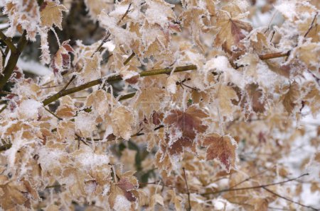 Foto de Árboles cubiertos de nieve en el bosque en invierno - Imagen libre de derechos