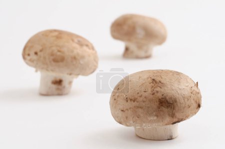 champignons sur fond blanc