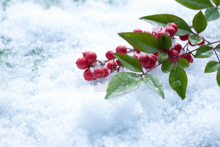 Téléchargez les photos : Baies rouges en hiver - en image libre de droit