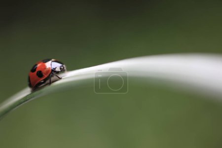 Photo for Ladybug on grass, macro shot on background, close up - Royalty Free Image