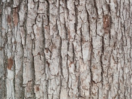 Photo for Tree bark, natural texture background - Royalty Free Image