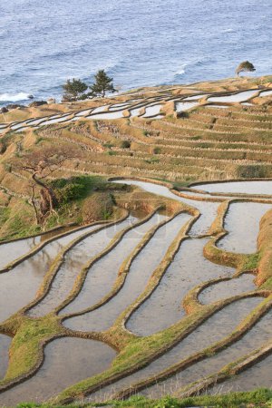 Foto de Hermoso paisaje de terrazas de arroz cerca del mar - Imagen libre de derechos