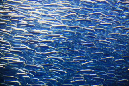 Photo for Beautiful natural view of fish swimming in blue water - Royalty Free Image