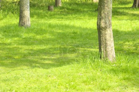 Téléchargez les photos : Herbe verte dans le parc du printemps, vue rapprochée - en image libre de droit