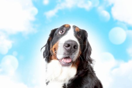 Photo for A dog with a blue sky background - Royalty Free Image