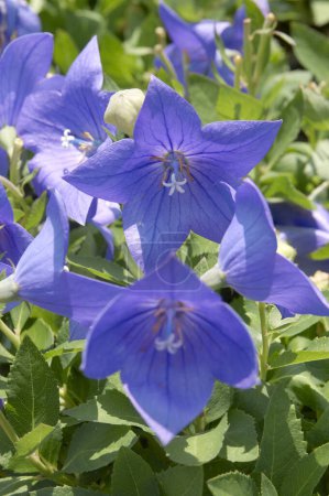 Téléchargez les photos : Cloches de fleurs bleues sur un fond d'herbe verte. les cloches des cloches dans le jardin. - en image libre de droit