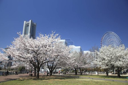 Photo for Full Bloom Cherry Blossoms and ferris wheel in Osaka City, Japan - Royalty Free Image