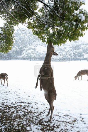 a group of young deer in the snow