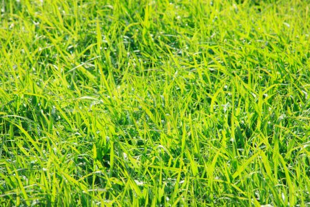 Téléchargez les photos : Champ herbeux vert en été - en image libre de droit