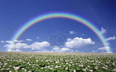 Photo for Rainbow and flowers growing on the field. - Royalty Free Image