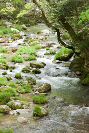 Téléchargez les photos : Rivière coulant dans la forêt - en image libre de droit