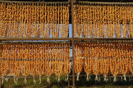 Téléchargez les photos : Persimmon séché japonais (Hoshigaki) pendu à des cordes - en image libre de droit