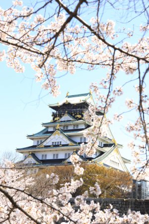 Photo for Beautiful Osaka castle with cherry blossom. Japanese spring beautiful scene ,Osaka,Japan - Royalty Free Image