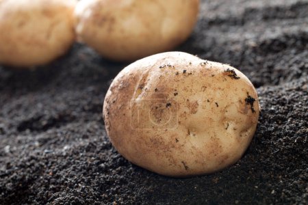 Photo for Raw organic potatoes on black soil - Royalty Free Image