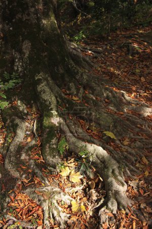Foto de Raíces de un árbol en un bosque - Imagen libre de derechos