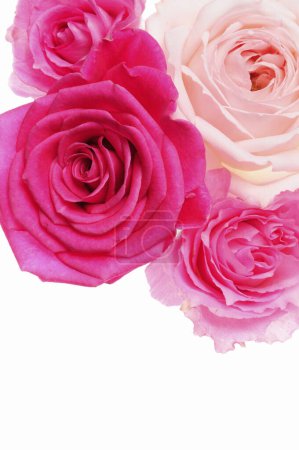 Téléchargez les photos : Roses roses isolées sur fond blanc - en image libre de droit