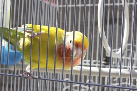 Foto de Pequeño pájaro loro amarillo en la jaula sobre fondo - Imagen libre de derechos