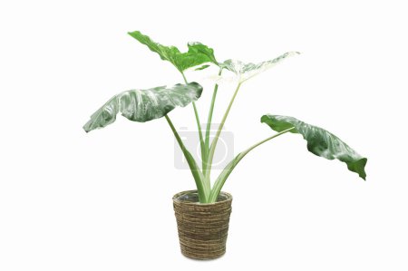 Téléchargez les photos : Plante en pot avec feuilles vertes et branches sur fond blanc - en image libre de droit