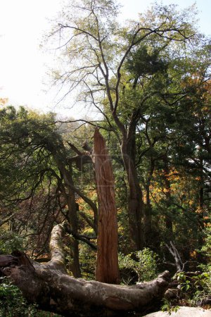 Téléchargez les photos : Branches d'arbres dans la forêt - en image libre de droit