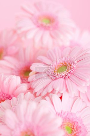 Photo for Beautiful pink chrysanthemum flowers on  background - Royalty Free Image