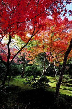 Foto de Otoño parque, otoño temporada flora - Imagen libre de derechos