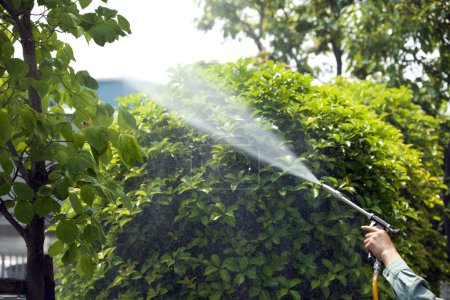 Téléchargez les photos : Homme arrosage jardin vert au jour d'été - en image libre de droit
