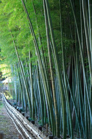 Téléchargez les photos : Forêt de bambous avec des arbres verts au Japon sur fond de nature - en image libre de droit