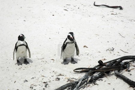 Téléchargez les photos : Pingouins mignons sur la plage sur fond de nature - en image libre de droit