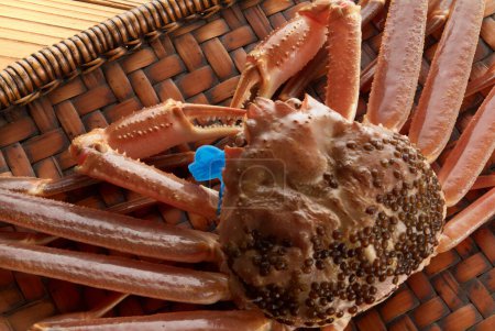 Téléchargez les photos : Chionoecetes opilio frais comme crabe célèbre - en image libre de droit