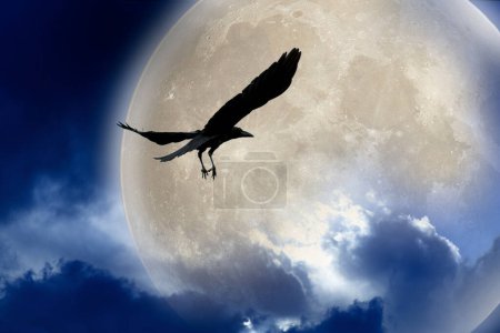 Téléchargez les photos : Oiseau volant et pleine lune - en image libre de droit