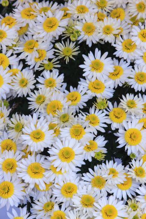 Photo for Beautiful daisy in the garden - Royalty Free Image