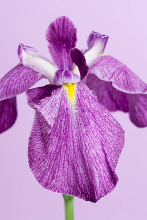 Foto de Clos up de flor de iris púrpura - Imagen libre de derechos