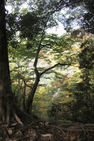 Téléchargez les photos : La forêt d'automne des arbres - en image libre de droit