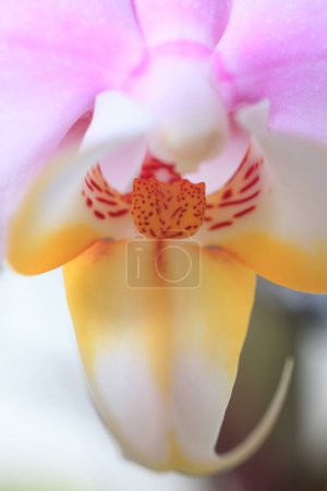 Foto de Macro plano de orquídea - Imagen libre de derechos