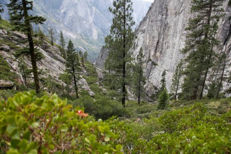 Photo for Yosemite valley and glacier - Royalty Free Image