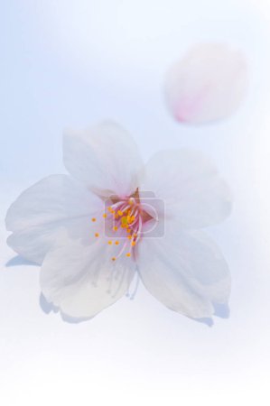 Foto de Primer plano de una flor blanca - Imagen libre de derechos