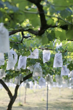 Téléchargez les photos : Sacs en papier couvrant les raisins mûrissant sur les vignes dans le vignoble, protégeant la récolte des oiseaux - en image libre de droit