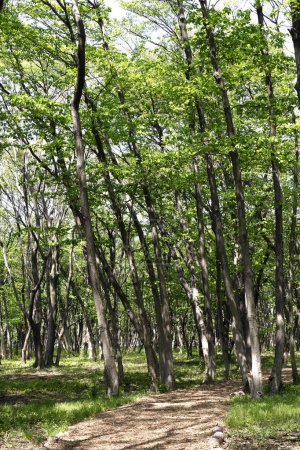 Foto de Árboles verdes en el parque - Imagen libre de derechos