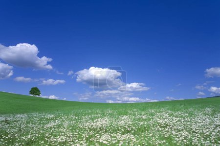 Téléchargez les photos : Champ de fleurs blanches sur le fond d'un ciel bleu - en image libre de droit