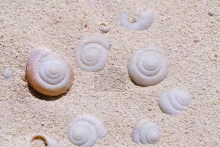 Foto de Conchas en la playa de arena, vista superior, puesta plana - Imagen libre de derechos