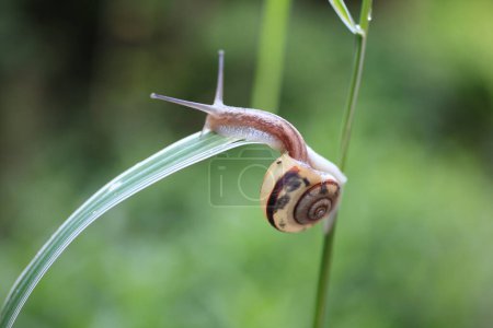 Foto de Un caracol arrastrándose sobre una brizna de hierba - Imagen libre de derechos