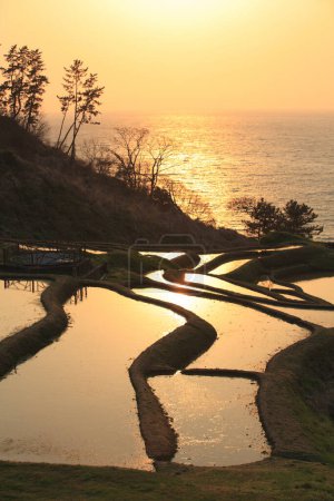 Téléchargez les photos : Lever du soleil sur les rizières près de la mer - en image libre de droit