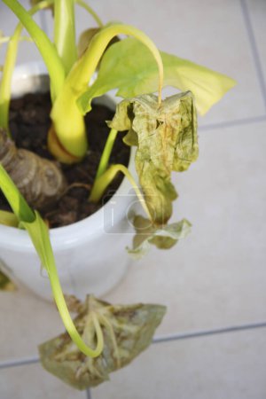 Photo for Withered green plant in a pot on background, close up - Royalty Free Image
