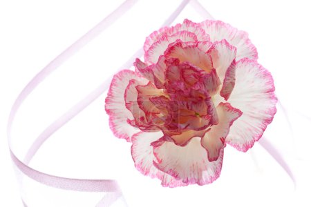 Foto de Hermosa flor de clavel rosa aislado sobre fondo blanco - Imagen libre de derechos