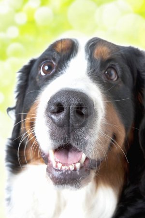 Téléchargez les photos : Un chien avec un grand sourire sur le visage - en image libre de droit