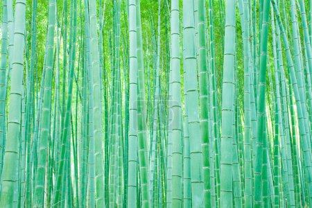 Photo for Bright green bamboo forest in China - Royalty Free Image