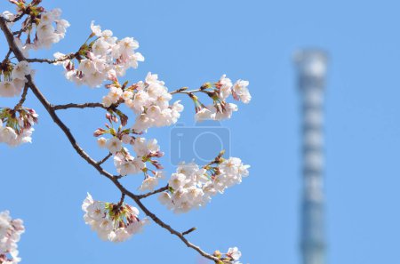 Foto de Hermosa flor de cerezo en el jardín de primavera - Imagen libre de derechos