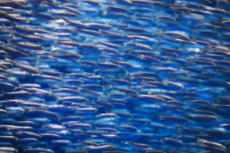 Foto de Hermosa vista natural de los peces nadando en agua azul - Imagen libre de derechos