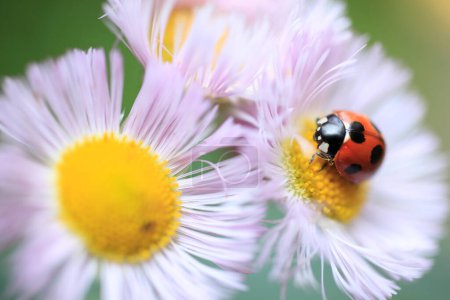 Photo for Close up of a beautiful ladybug on  flowers - Royalty Free Image