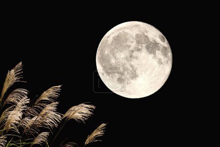 Foto de Luna en el cielo nocturno sobre espigas de maíz - Imagen libre de derechos
